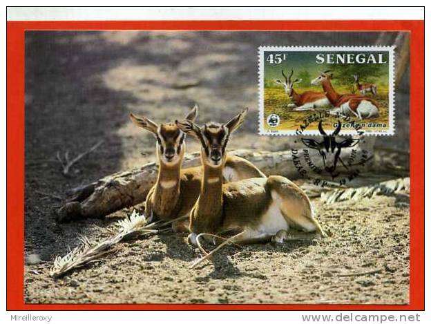 CARTE MAXIMUM 1ER JOUR SENEGAL GAZELLE - Game