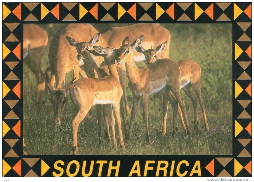 AFRIQUE Du SUD - SOUTH AFRICA - Youg Impalas  (antilope Antilopes Gazelle Gazelles) Voir Description*PRIX FIXE - South Africa