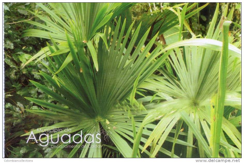 Lote PEP346, Colombia, Postal, Postcard, Caldas, Municipio De Aguadas, Palma De Iraca, Palm, Flora - Colombia