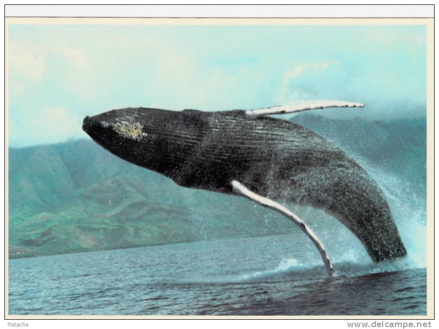 Maui Humpback Whale - Baleine - Other & Unclassified