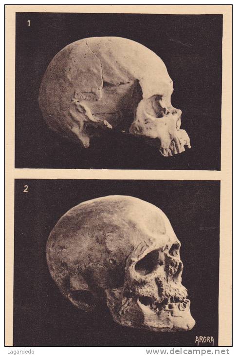 866 LES EYZIES  CRANE MAGDALENIEN ET HOMME DE CROMAGNON - Sonstige & Ohne Zuordnung