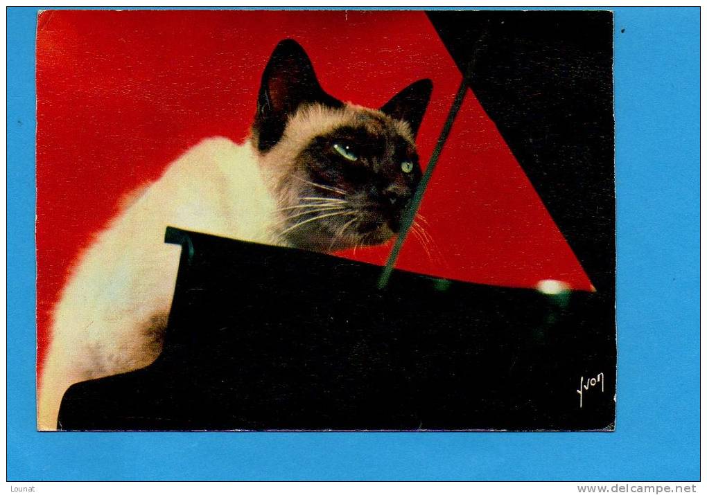 Chat - Par Jean Tourane N°60 Editions Yvon - Chats