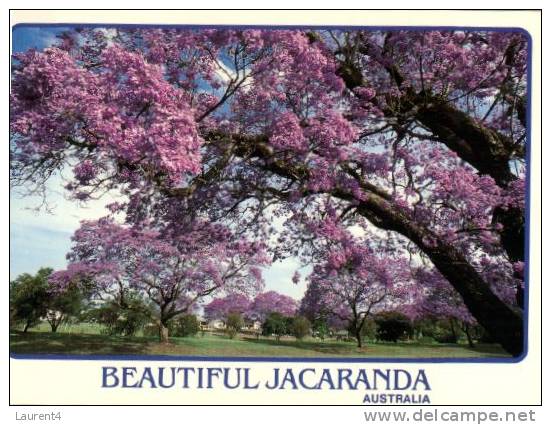 (500) QLD - Jacaranda Trees - Autres & Non Classés