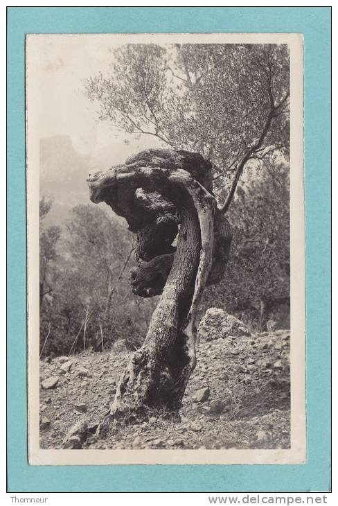 BELLE PHOTO ORIGINALE  AUX BALEARES -  ARBRE EN FORME TETE DE LION  -  1950  - - Otros & Sin Clasificación