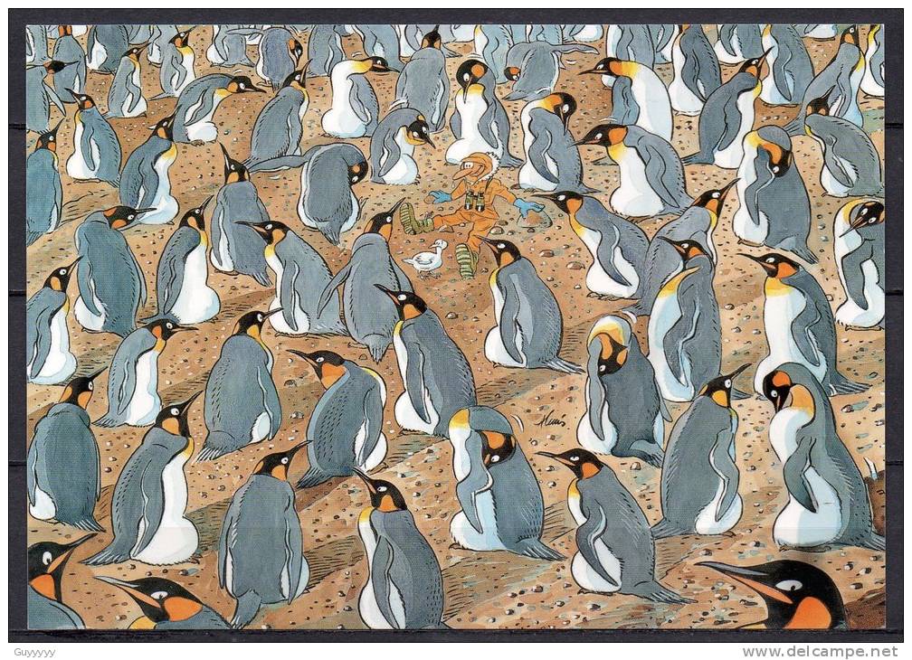 TAAF - Carte Postale - Colonie De Manchots Royaux - TAAF : Terres Australes Antarctiques Françaises