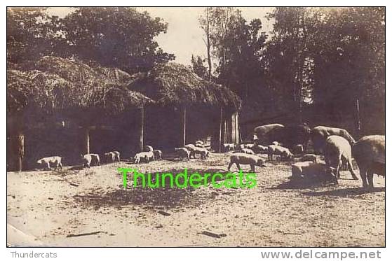 CARTE DE PHOTO COCHON COCHONS  GORLITZ  SCHWEINE PIG PIGS - Schweine