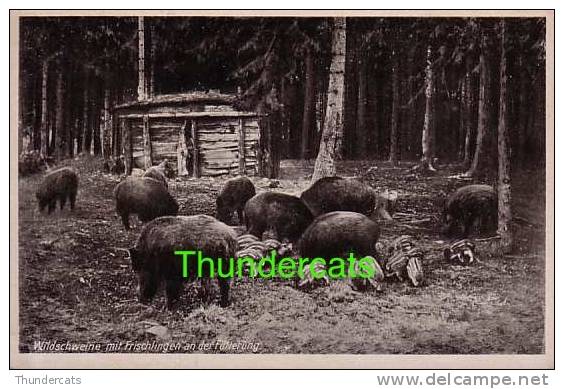 CPA WILDSCHWEINE MIT FRISCHLINGEN AN DER FUTTERUNG SANGLIER COCHON PIG - Pigs