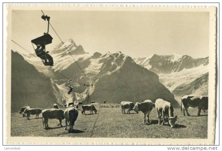 Switzerland, Bergbahn Grindelwald-First, Schreckhorn, Fiescherwand Mini Photo[12630] - Other & Unclassified