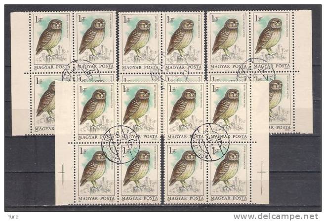 Lot 109  Birds  Hungary 1984 Mi Nr 3725   In Blocks Of 4x5 - Eulenvögel