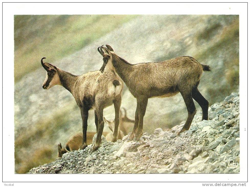 Cp, Animaux, Les Chamois - Sonstige & Ohne Zuordnung