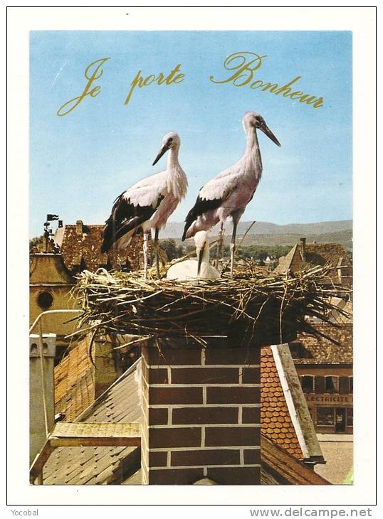 Cp, Animaux, Les Cigognes En Alsace - Pájaros