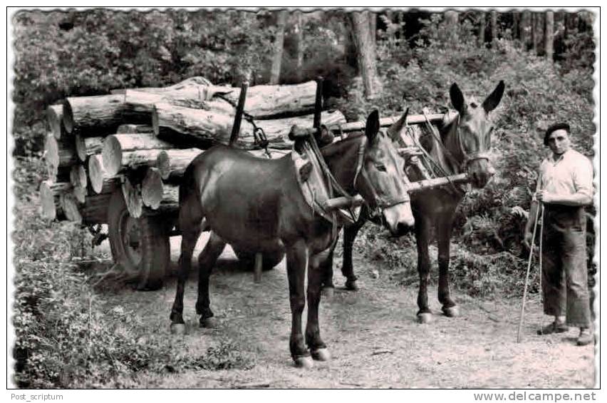 Peyrehorade - Le Muletier - Peyrehorade