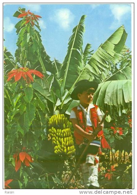 Espagne Islas Canarias Plataneras Y Flor De Pascua  Circulé  En 1962  BE - Otros & Sin Clasificación