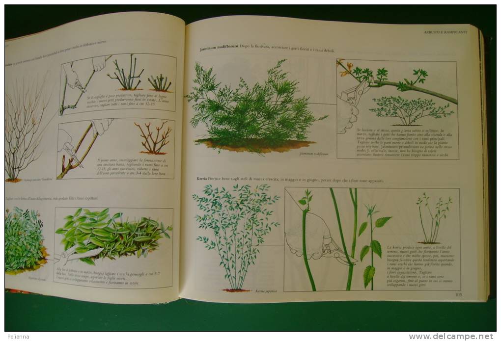 PEZ/6 GIARDINAGGIO SENZA PROBLEMI Selezione Readers Digest 1984 - Gardening