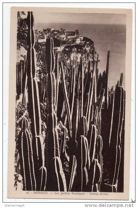 Cpa Monaco - Les Jardins Exotiques - Cereus Divers (cactus) - Exotic Garden