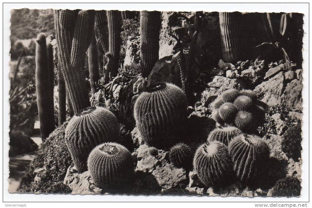 Cpsm - Les Jardins Exotiques De Monaco - Echinocactus Grusoni Et Divers, Pilocereus Divers (cactus) - Exotischer Garten