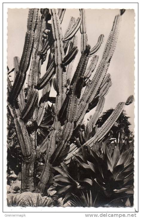 Cpsm - Jardins Exotiques De Monaco - Cereus Jamacaru, Agave Attenuata, Aloes Divers (cactus) - Exotische Tuin