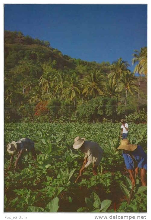 La Réunion - Saint Paul - Derrière L'étang - Saint Paul