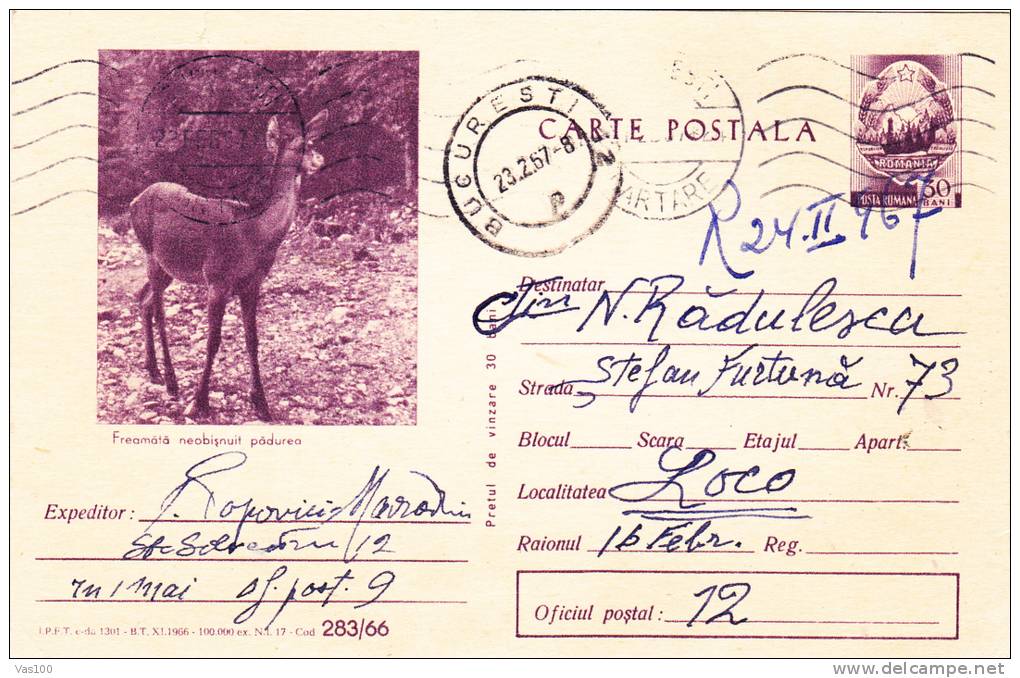 POSTCARD,ENTIERS POSTAUX,POSTAL STATIONERY,DEER,1966,ROMANIA - Gibier