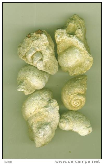 Gastéropodes Fossiles(moules Internes)lot De 6  (Aude -P.O) - Fossiles