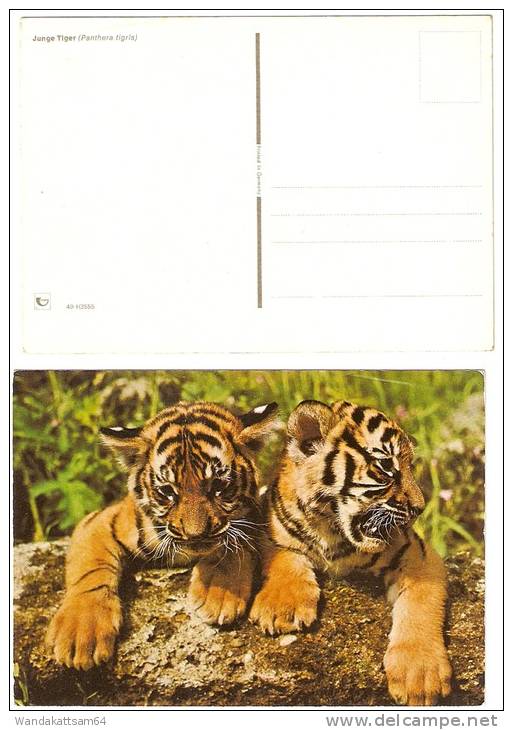 AK 3555 Junge Tiger (Panthera Tigris) - Tigri