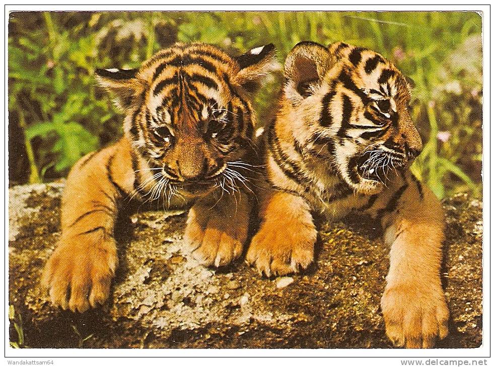 AK 3555 Junge Tiger (Panthera Tigris) - Tijgers