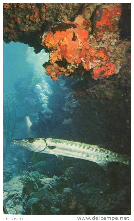 VIRGIN ISLAND  Barracuda* - Jungferninseln, Amerik.