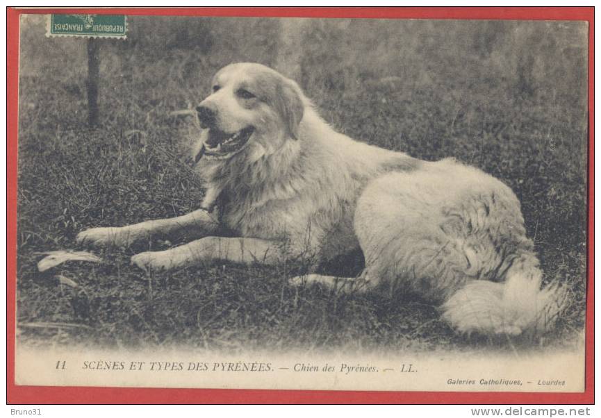 Chien Des Pyrénées De La Série : Scènes Et Types Des Pyrénées - Année 1909 - Chiens