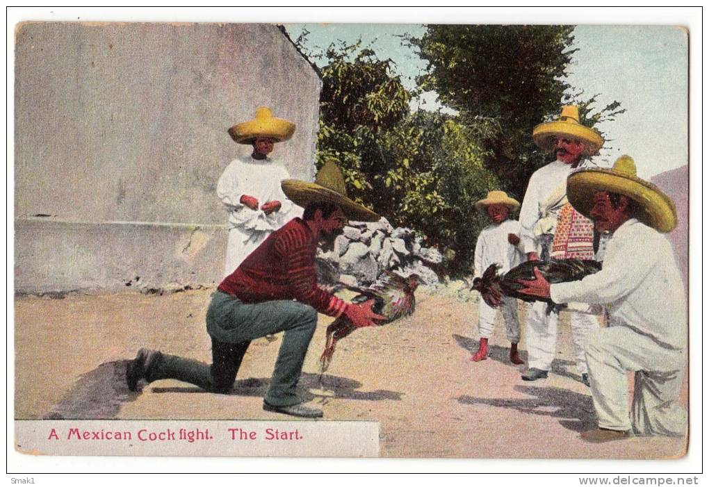 AMERICA MEXICO A MEXICAN COCK FIGHT, THE START Nr. 37 OLD POSTCARD - México