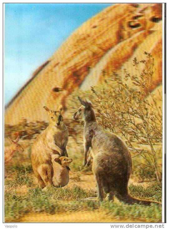 VINTAGE 3D STEREO LENTICULAR POSTCARD: TWO KANGAROOS, ONE WITH BABY KANGAROO IN ITS POUCH - Stereoscope Cards