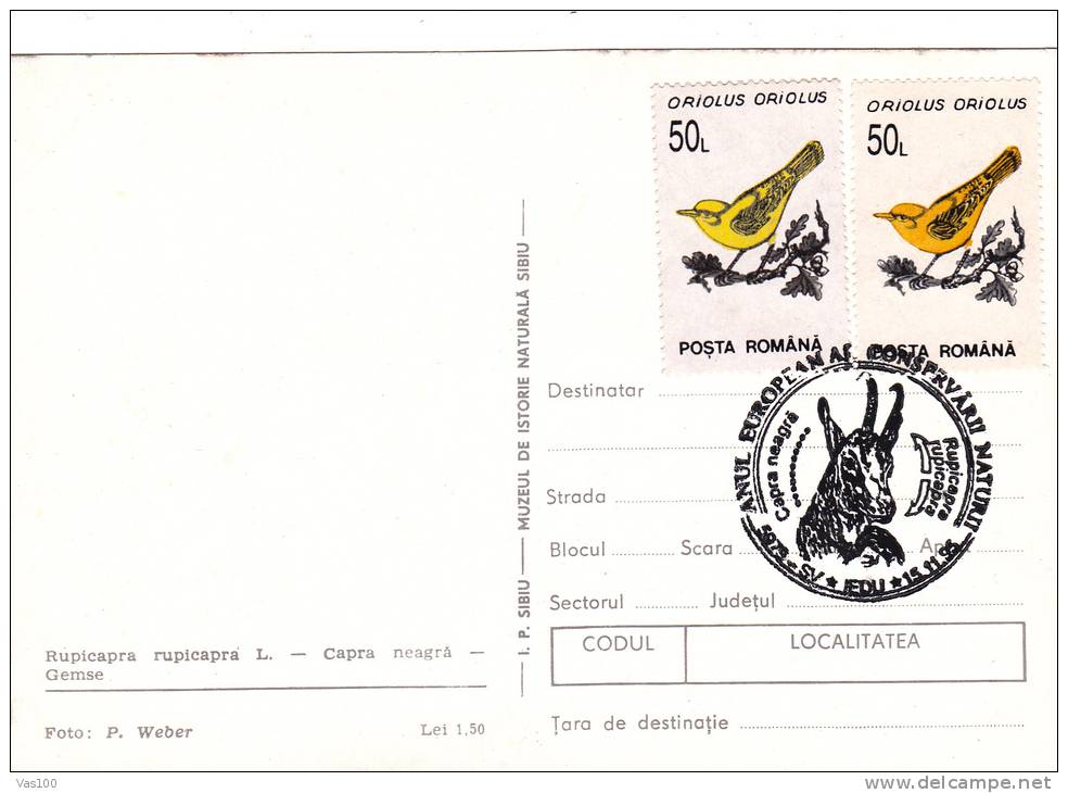 DEER,CHAMONIS,CM,CARTES MAXIMUM,MAXICARD,1995,ROMANIA - Gibier