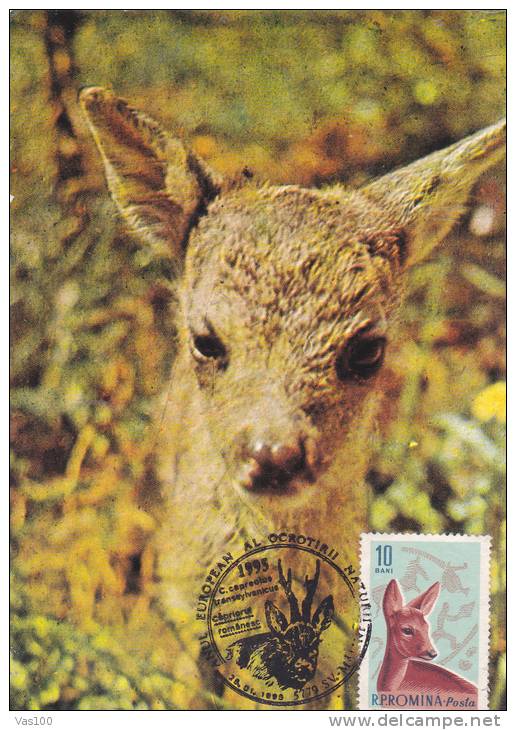 DEER,CM,CARTES MAXIMUM,MAXICARD,1999,ROMANIA - Gibier