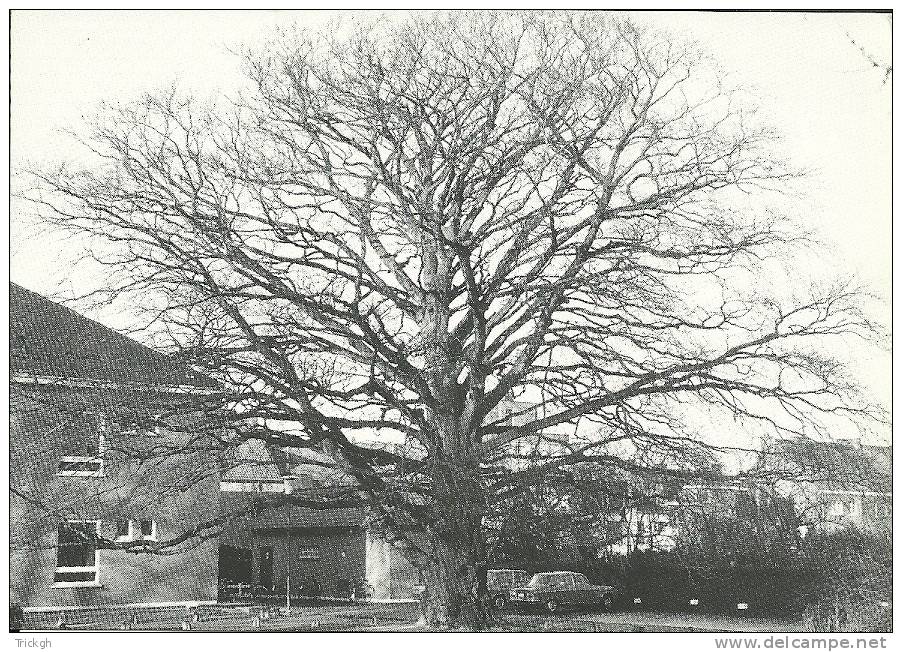 Aalter Binnenplein Rijksmiddenschool / Stationsstraat 82 / Merkwaardige Beuk Hêtre Beech - Aalter