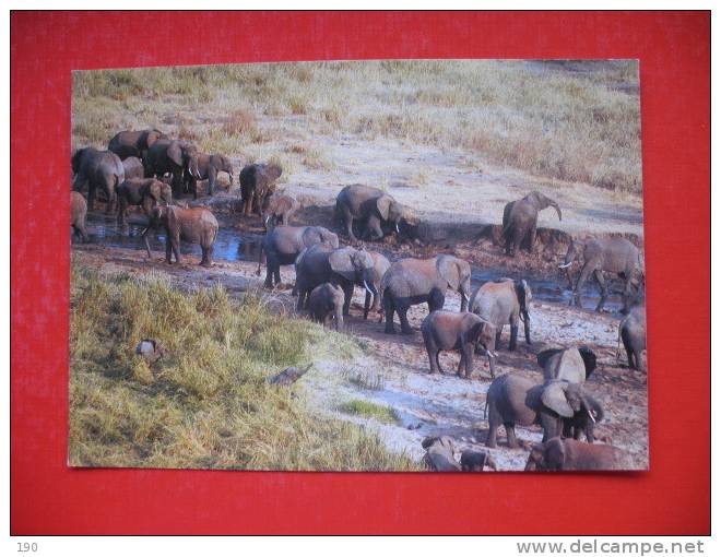 Herd Of African Elephant - Tansania