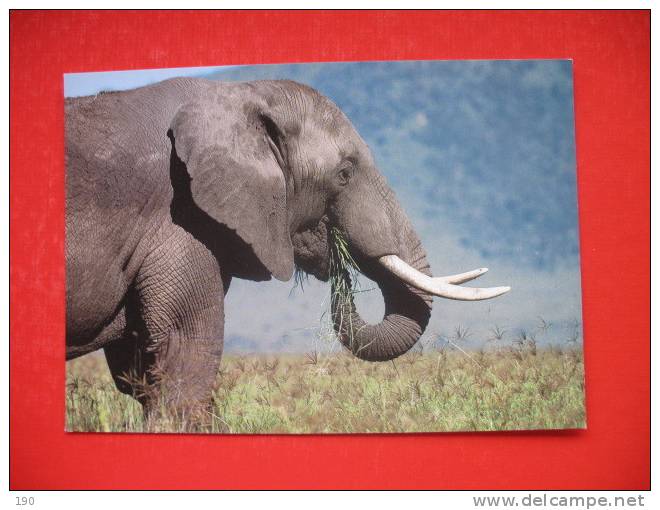 African Elephant Feeding - Tansania