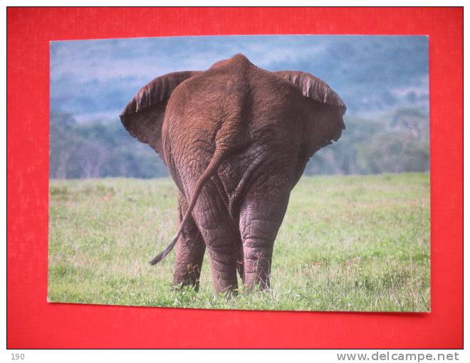 African Elephant - Tansania