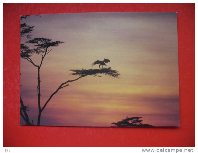 African Sunset - Tanzanie