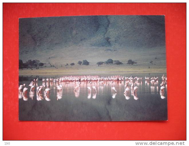 Flamingos In Ngorongoru Crater - Tanzanía