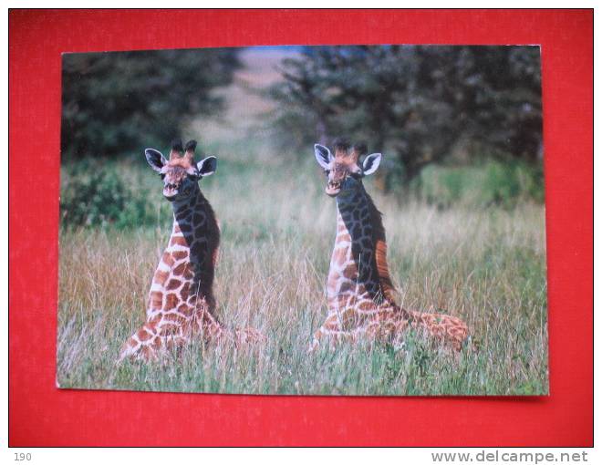 Pair Of Giraffes - Tanzania