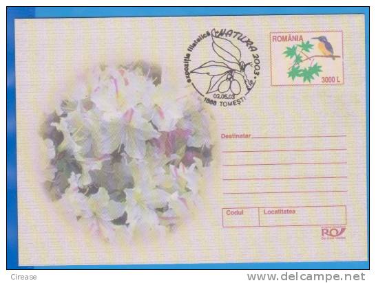 Flower, Bird, Kingfisher, Alcedo Athis Special Cancellation Romania Postal Stationery  2003 - Sonstige & Ohne Zuordnung