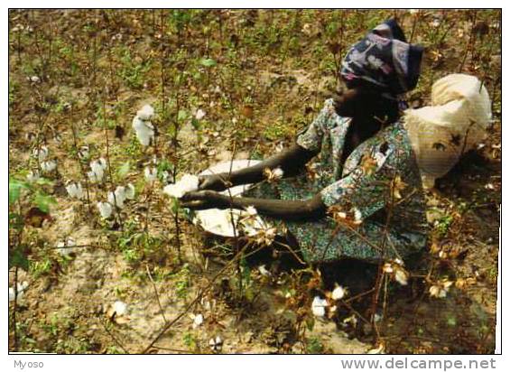 Tchad Cueillette Du Coton, Photo J C Gadmer / Ciric - Tchad