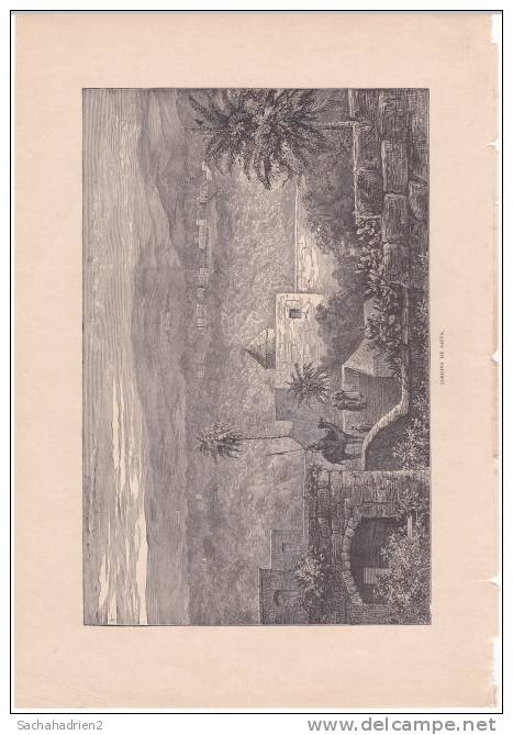 PALESTINE. Jardins De Jaffa. 1892 - Non Classés