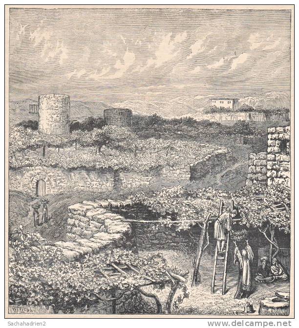 PALESTINE. Une Vigne En Judée. 1892 - Non Classés