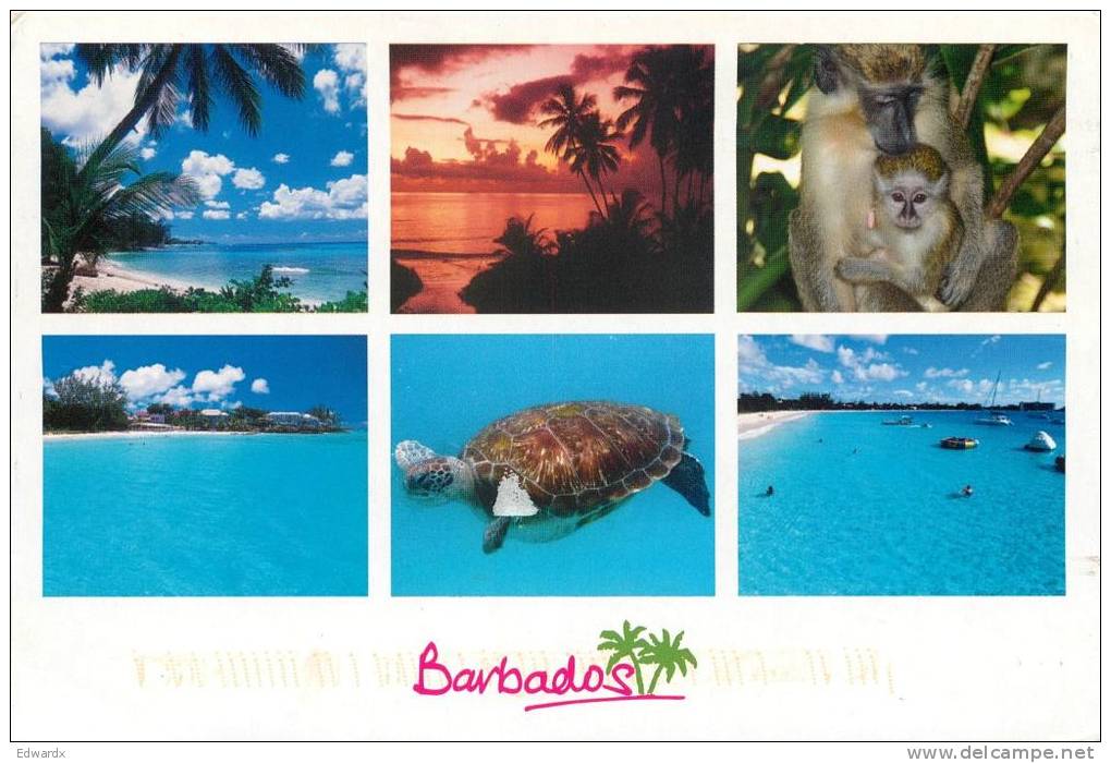 Turtle Monkey Etc, Barbados Postcard Used Posted To UK 2011 USA Stamp - Barbados