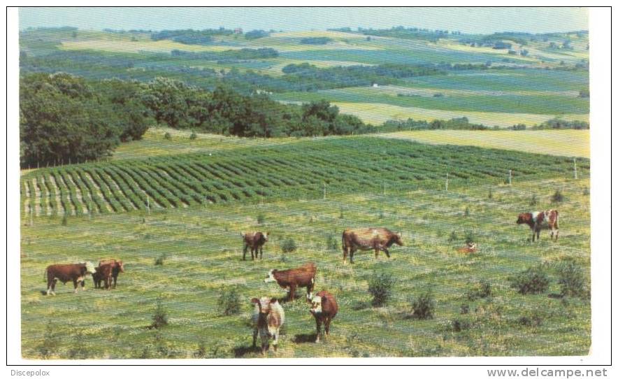 G1081 Wisconsin - Farmer - Planting - Cows - Rural Scene - Old Mini Card / Non Viaggiata - Autres & Non Classés