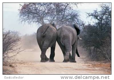 Elephants Stamp Card 0625 - Elefantes