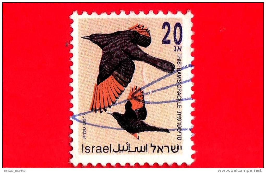ISRAELE -  ISRAEL - USATO - 1992 - Uccelli - Birds - Oiseuax - Tristram's Grackle - 20 - Usados (sin Tab)