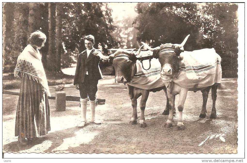 BON PLAN D ATTELAGE DE BOEUFS DU TERROIR PYRENEEN Retour Des Champs No92 Jové - Attelages