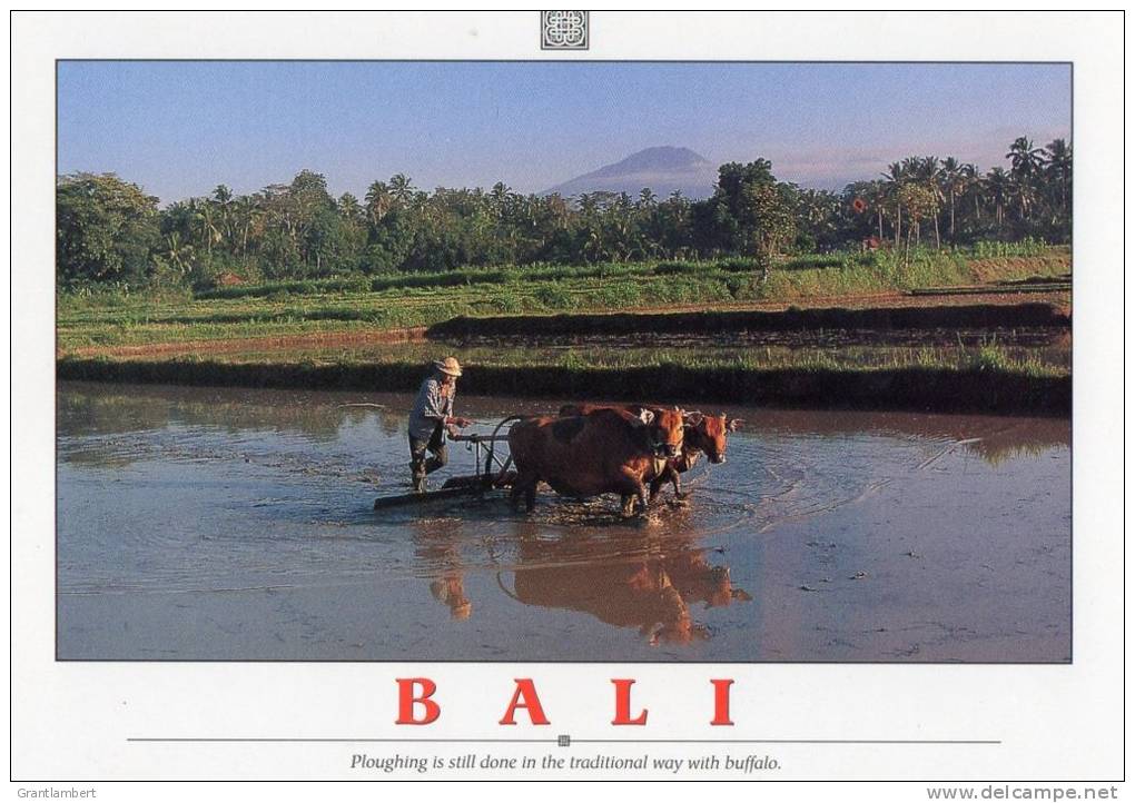 Ploughing With Buffalo, Bali - Impact BL749 Unused - Indonesia