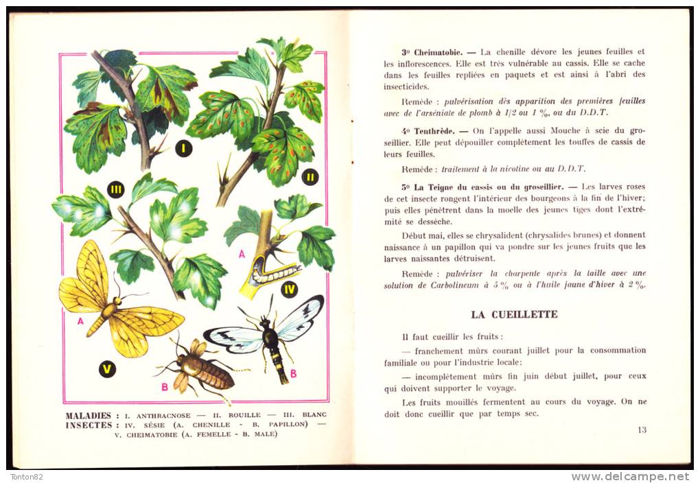 Collection " Aux 4 Vents "  / " Le Livre Qui Rapporte " - Les Arbustes à Petits Fruits - Flammarion - ( 1956 ) . - Jardinage